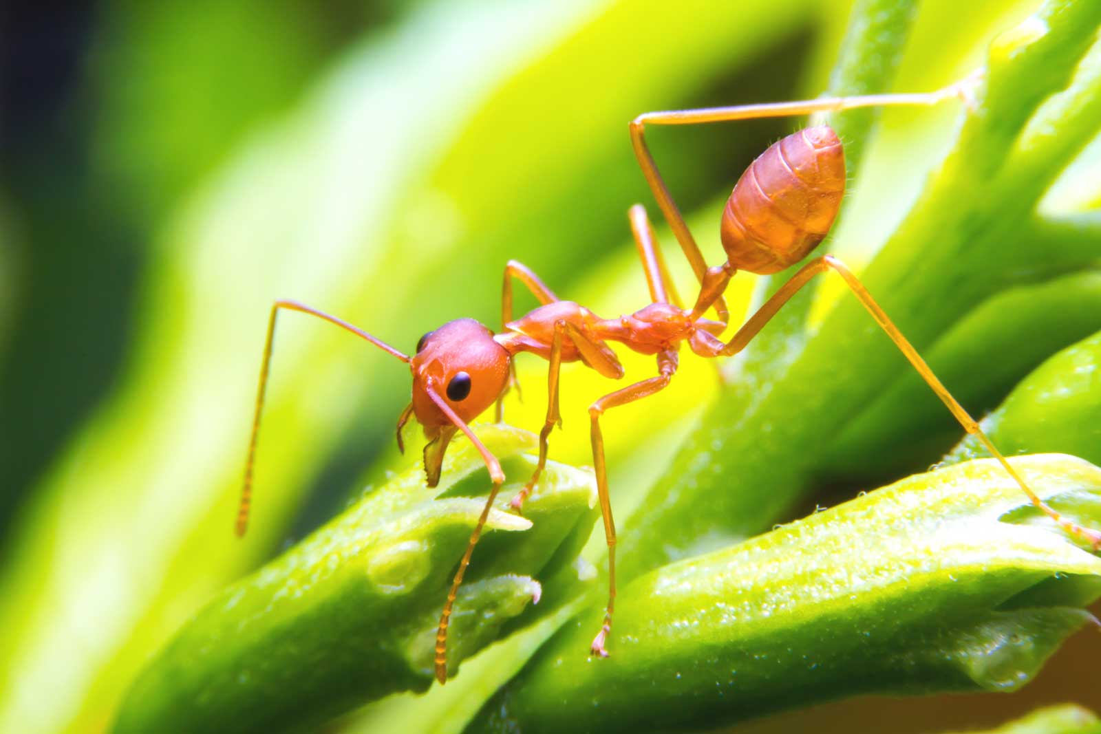 Fire Ant on Leaf - Evergreen Pest Control helps you protect against fire ants